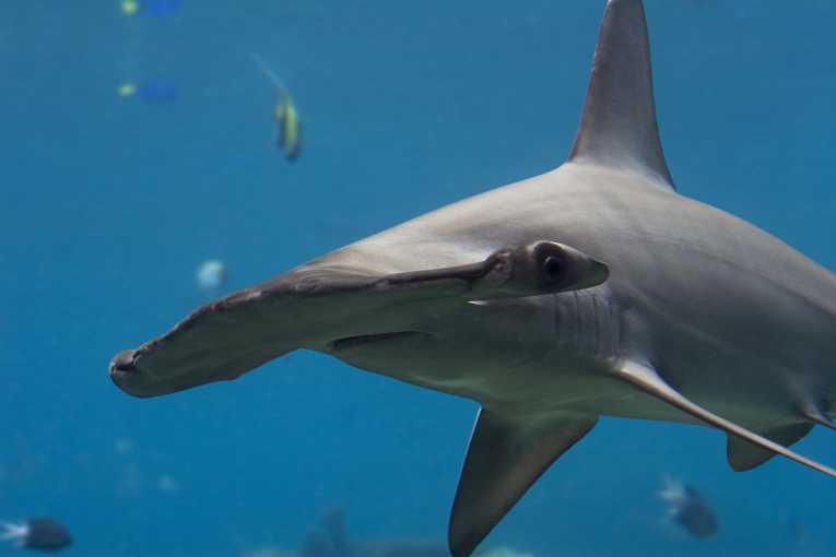 Concern for shark populations in conservation report