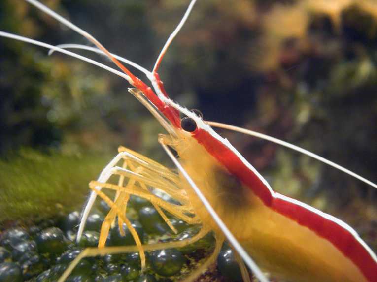 Shrimp backs scientists vertical migration theory