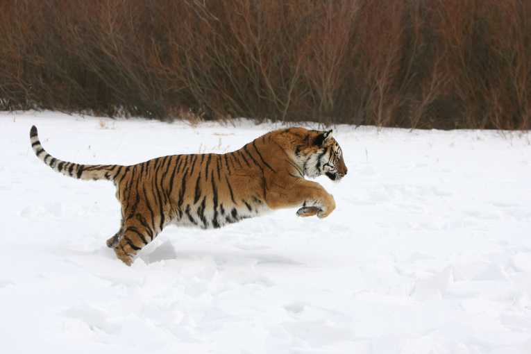 Worrying news for critically endangered Siberian tigers