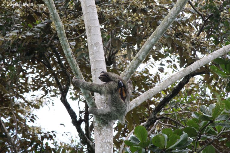 How sloths breathe upside down