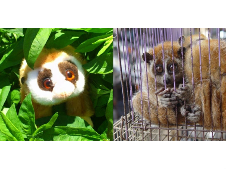 Slow loris poaching and the illegal pet trade
