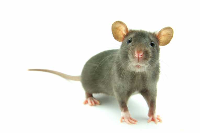 Socially contagious! (Are rats more human than we thought?)
