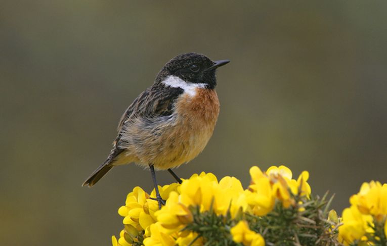 Birdsong proves geographical races have different responses.