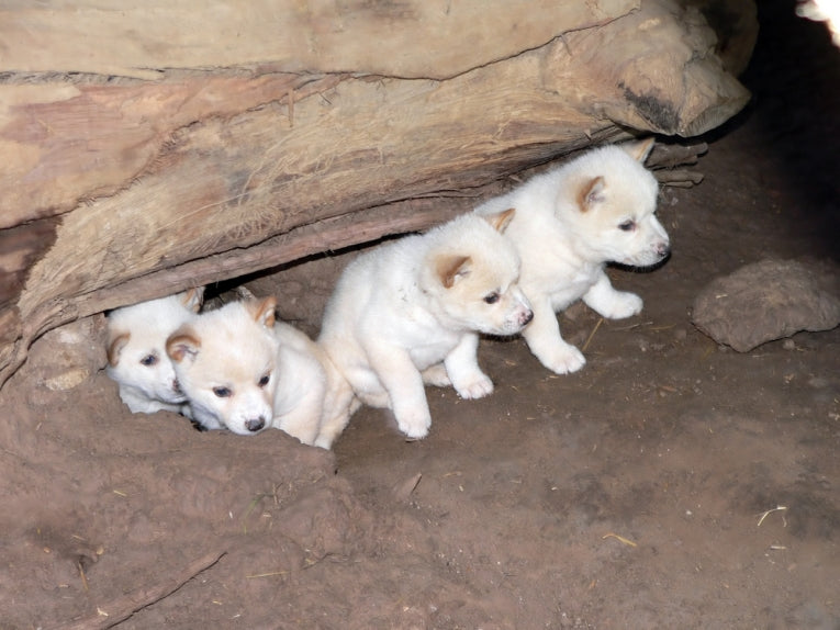 It's a Dog-Eat-Cat World: Could Dingoes be used to control