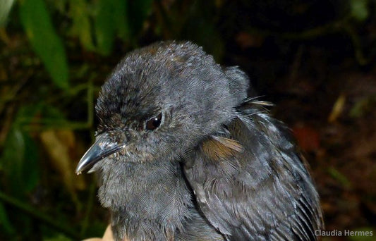 The endangered Tapaculo adapts to fragmentation of its forest.