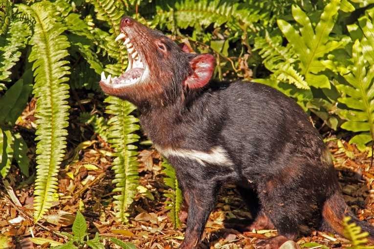How the genes of Cedric and Spirit can help save the Tasmanian devils