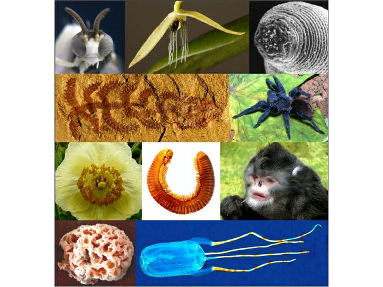 Ten of the best - amazing new species list for 2012