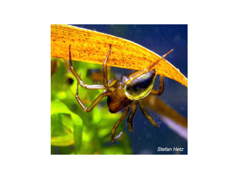 Bubble Spider 