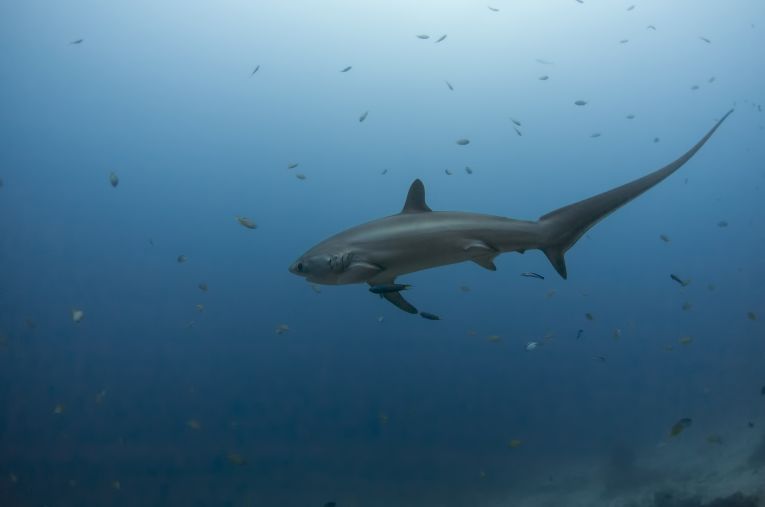 A Tale of Thresher Sharks – Earth Times