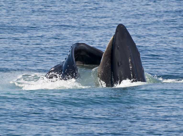 Trading the whale-hunt to save the whale - researcher's controversial plan
