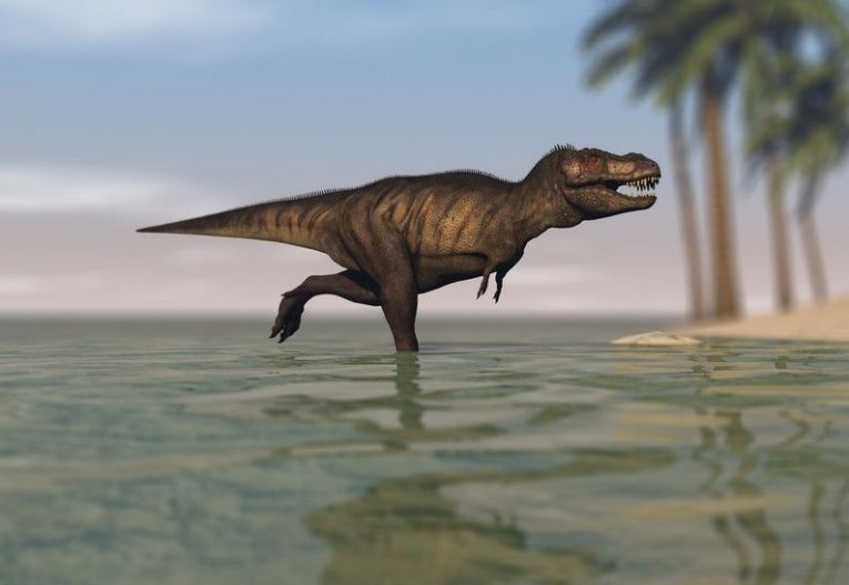 Tyrannosaur that Swam in the Shallow End