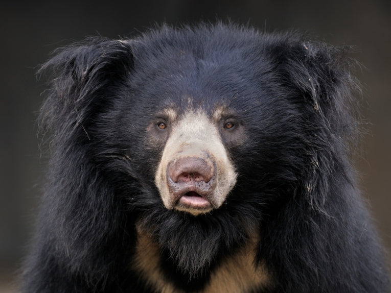 Unbearable life of the Dancing Bears