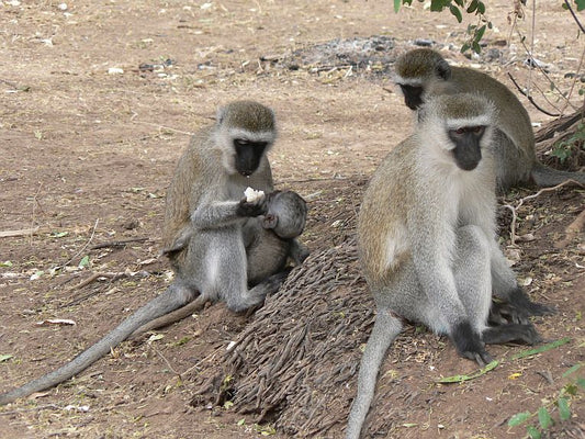 Social interaction in vervets/its relevance to humans.