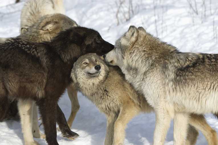 wolf protecting pack