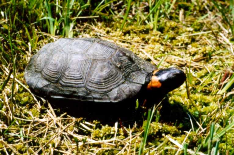 WSC wades in to stop US bog turtle decline