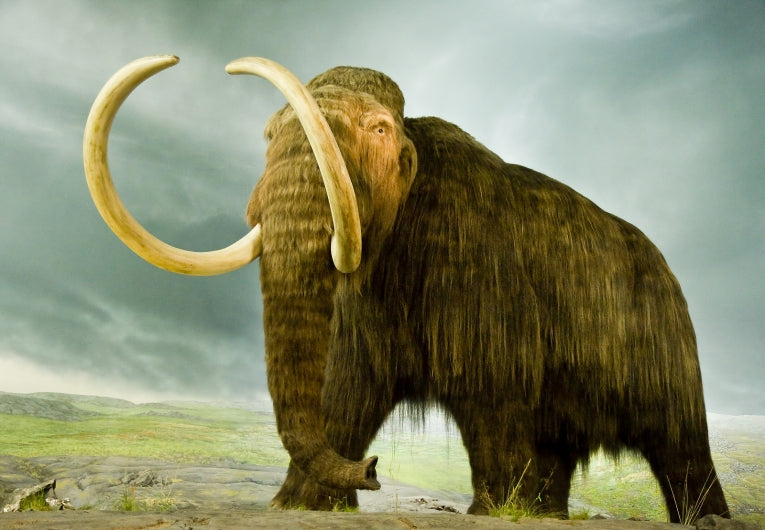 The Ice Age Elephant - Mammuthus primigenius