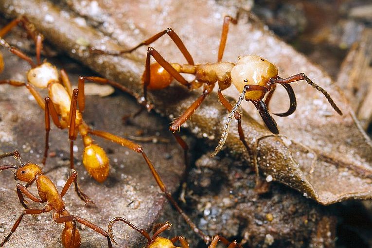 Army ants engineer living bridges!