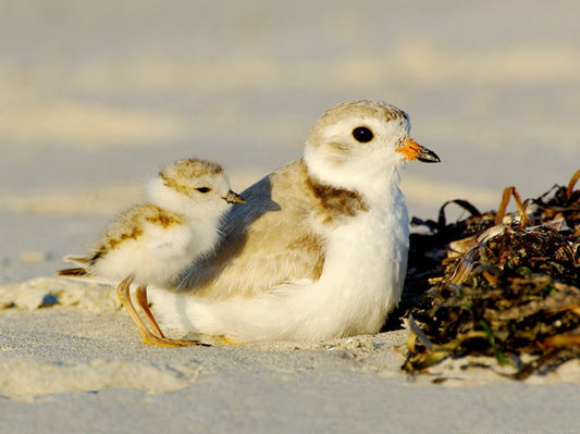 2011 State of Birds Report