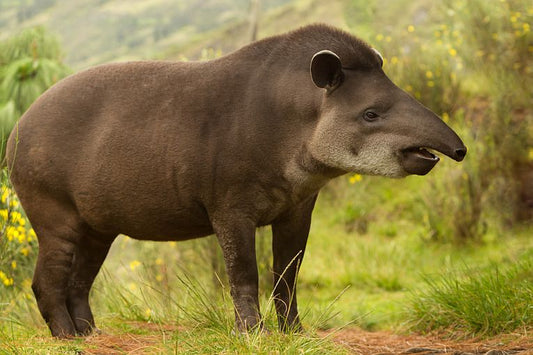 Birds and mammals conserve tropical forests and their carbon!