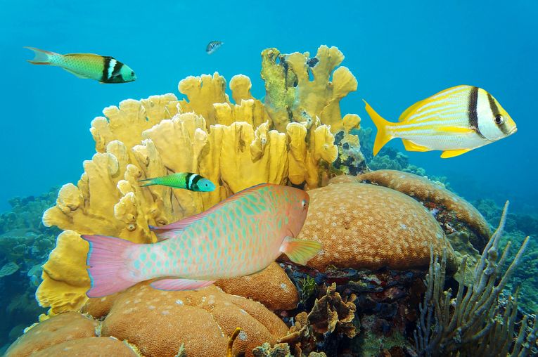 Bleaching: a coral health and recovery guide