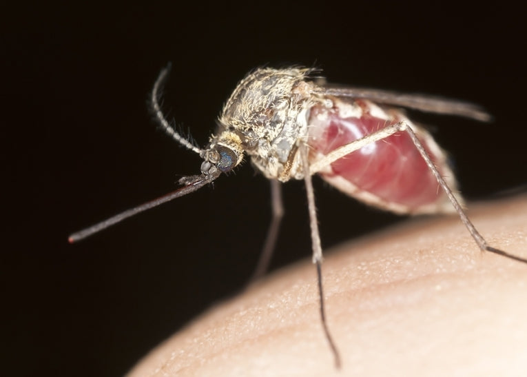 25th April - World Malaria Day