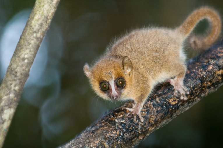 600 new species discovered in Madagascar over the past decade