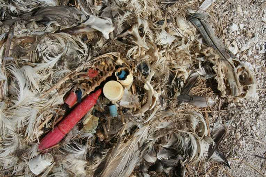 Pacific ''Plastic Debris'' area not as big as previously estimated