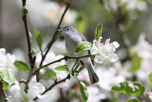 Saving the Iquitos Gnatcatcher