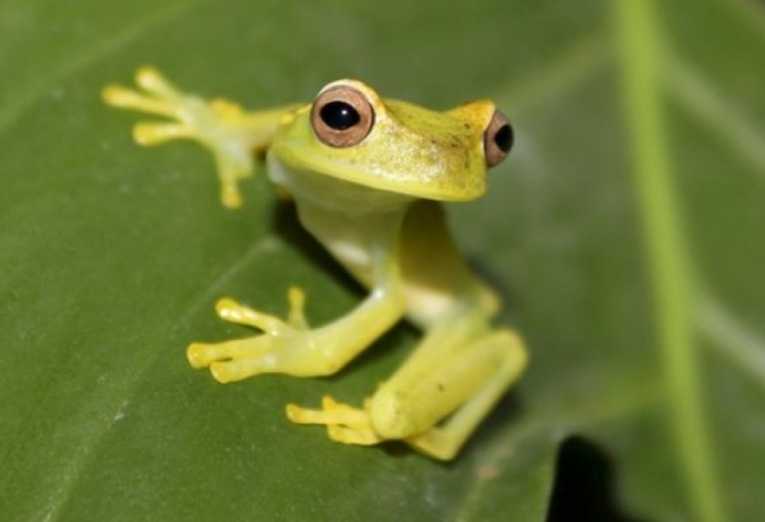 Captive breeding project offers hope for survival of rare tree frogs