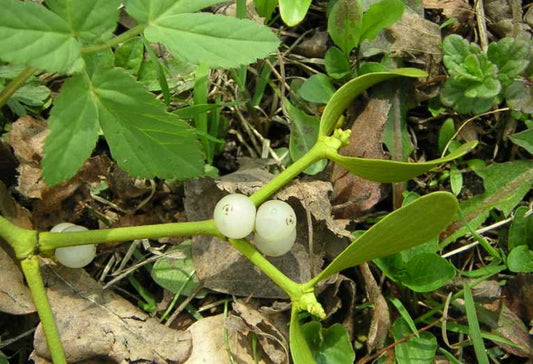 Britain's Mistletoe Under Threat