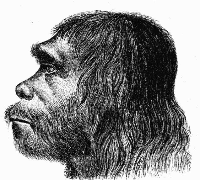No nearer to reasons for Neanderthals' extinction