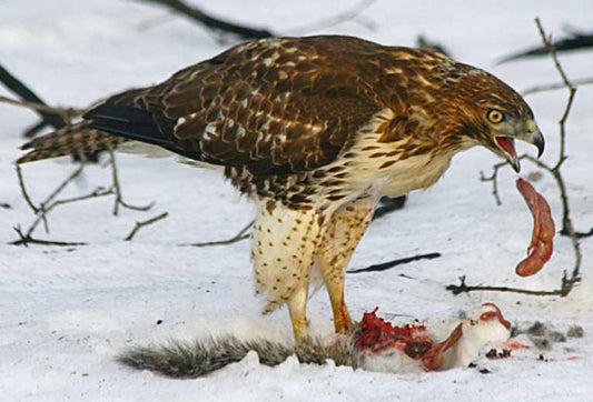 Celebrating the years: Red-tailed hawk style