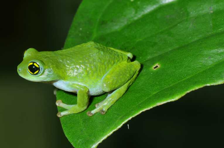 Five Lost Frogs Rediscovered