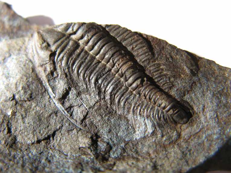 Sudden death and burial by hurricane-displaced sediments has frozen Trilobites in mating situations