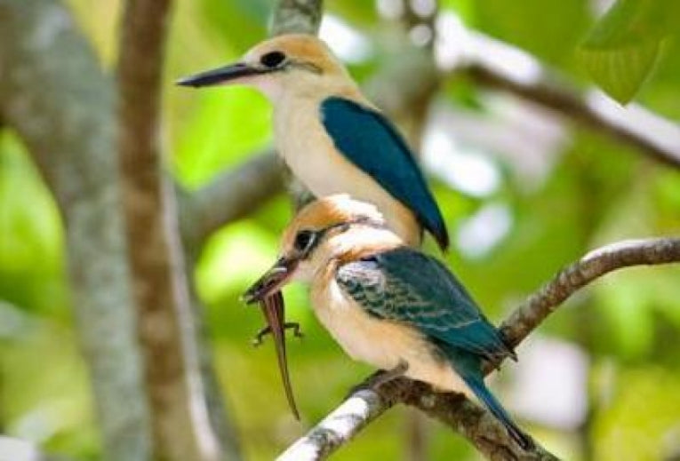 Tuamotu Kingfisher: Scientists fighting losing battle to save world's rarest bird