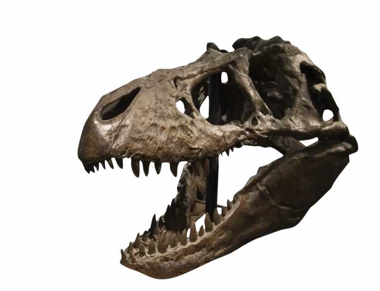 Scavenger T.rex much more like a hyena than a lion