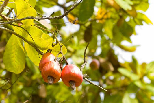 A Variety of Fruit Selections