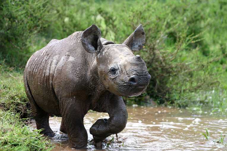 Act on rhino horn demand WWF tells Asian governments