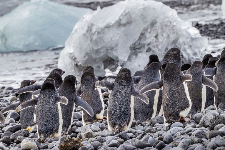 Antarctic penguin loss reported to be severe.