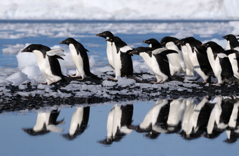 Protect penguins from habitat loss