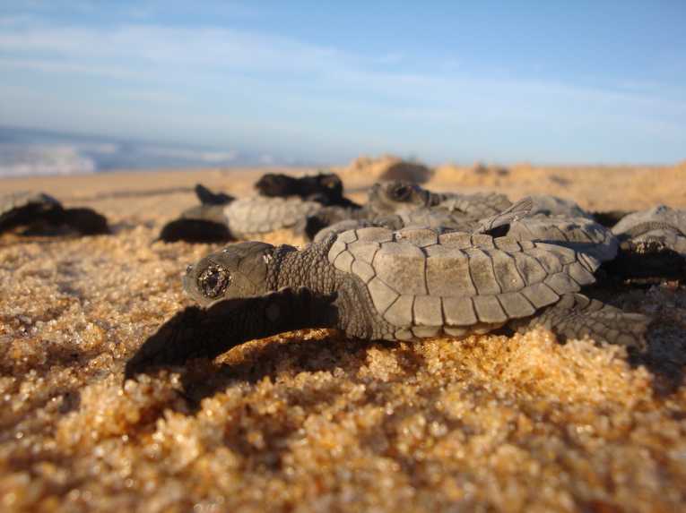 Africa's sea turtles need extra protection