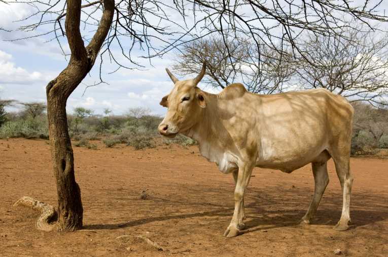African farmers to benefit from genes resistant to cattle 'sleeping sickness'