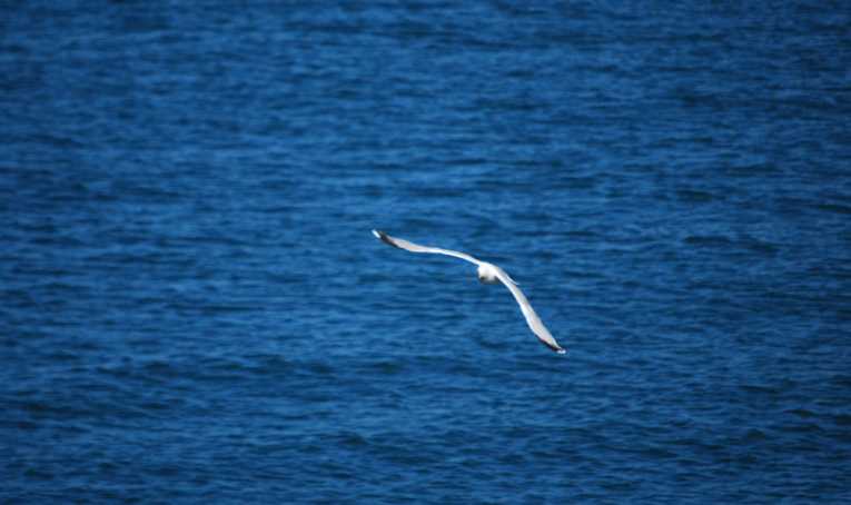 Return of the Short-Tailed Albatross