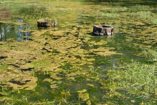 From Solar Panel To Bio-panel, Going Green With Algae.