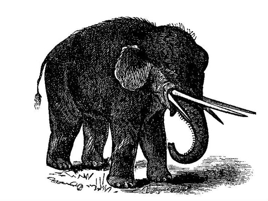 Americans hunted Mastodon