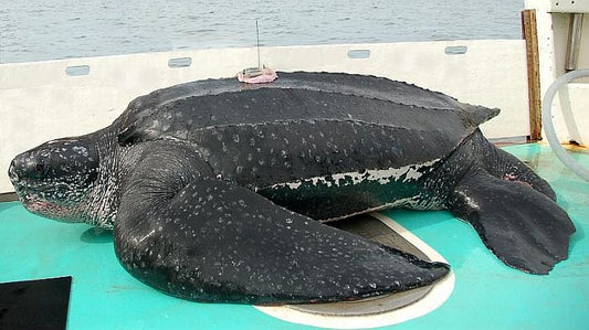 Navigating the Atlantic as a giant turtle.