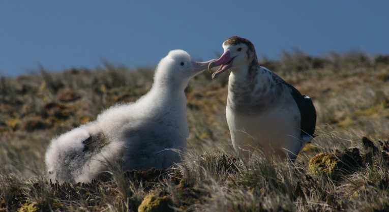 Genetic analysis ends 20 years of debate over whether the Amsterdam albatross is separate species