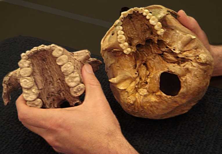 Ancient hominid goes from from nut-cracker to grass-grazer