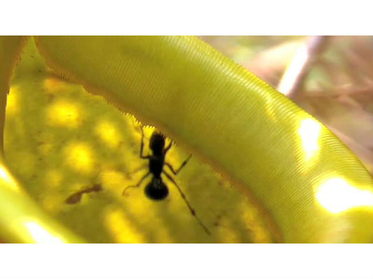 Where, how and what do an ant and a pitcher plant exchange?