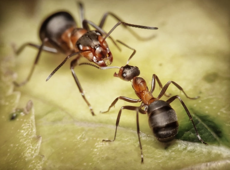 Arboreal ant wars